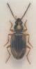 Bembidion tetracolum